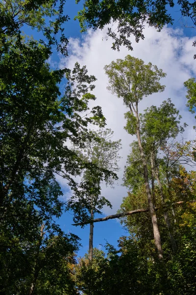 Arbres Contre Ciel Bleu Automne Forêt Bialowieza Biélorussie Europe — Photo