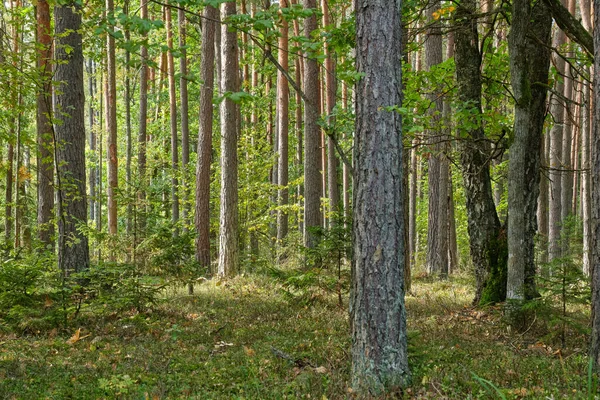 Conifere Stand Sole Con Pino Abete Rosso Muschio Coperto Pavimento — Foto Stock