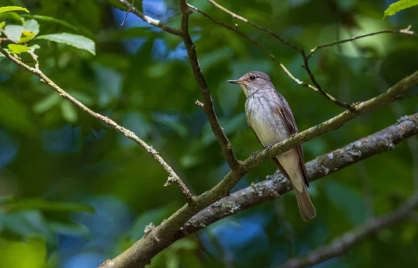 Benekli Sinek Yakalayıcı (Muscicapa striata) yazın şube, Podlaskie Voyvodeship, Polonya, Avrupa