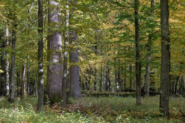Sonbaharda eski ve büyük İngiliz meşeleri ön planda kırık ladin, Bialowieza Ormanı, Polonya, Avrupa