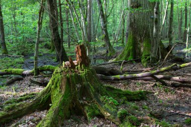 Yosun sarılmış meşe ağaç kütüğü
