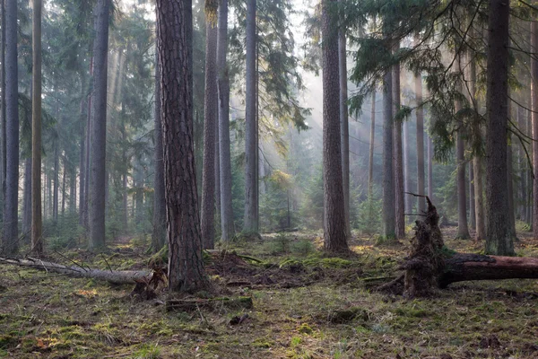 İğne yapraklı tribünde sabah Bialowieza orman
