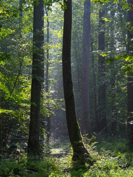 Summertimel misty morning in the forest — Stock Photo, Image