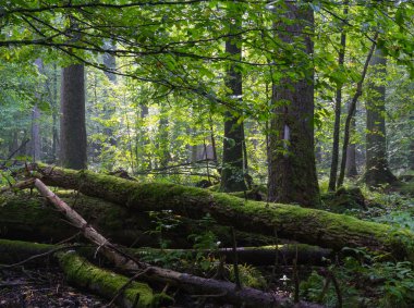 Dişbudak yapraklı tribünde yalan eski yosun sarılmış