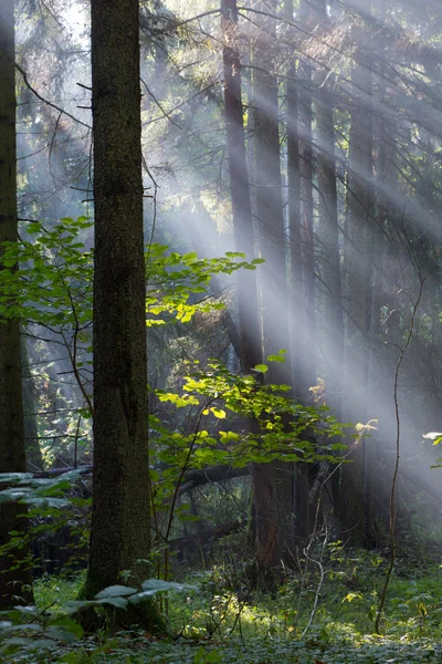 Sunbeam entering rich deciduous forest — Stock Photo, Image