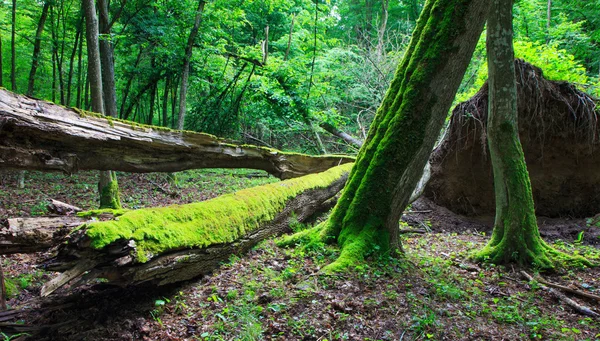 Stand caduco con árbol roto — Foto de Stock