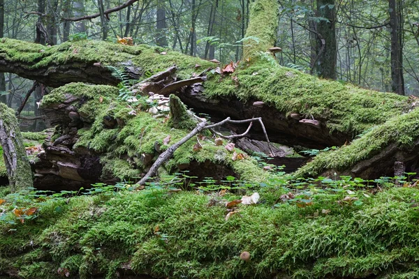 Am meisten eingewickelte kaputte Eiche liegend — Stockfoto