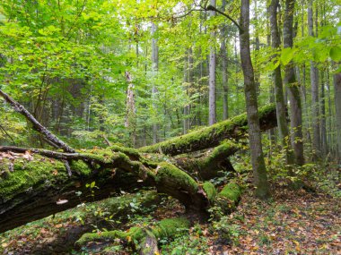 Eski meşe ağacının yaz ormanda yalan kırık