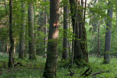 Yazın sisli ormanlarda meşe ağaçları