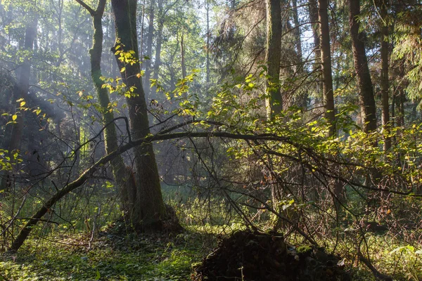 Солнечный луч входит в богатый лиственный лес — стоковое фото
