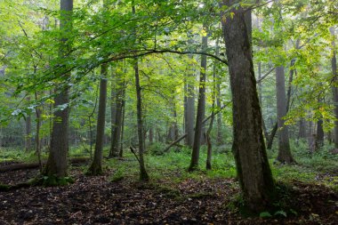 doğal bialowieza tribünde sabah sis