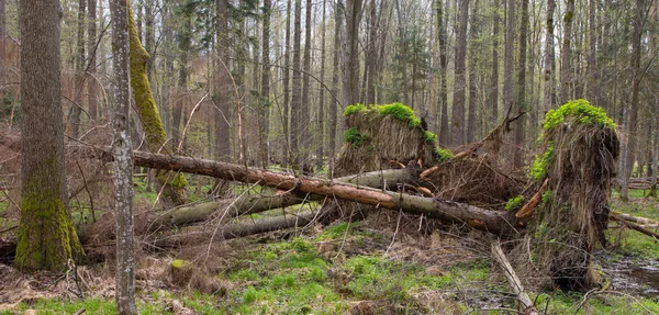 Jarní Olše bog lesní — Stock fotografie