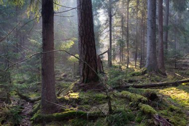 Sunbeam zengin iğne yapraklı orman girme
