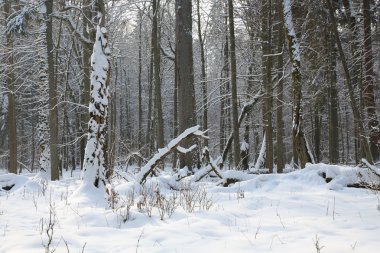 sonra ağaçlar kar sarılı blizzard