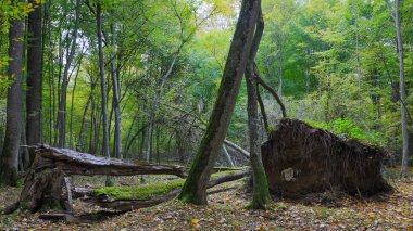 Kırık ağaç yaprak döken standı