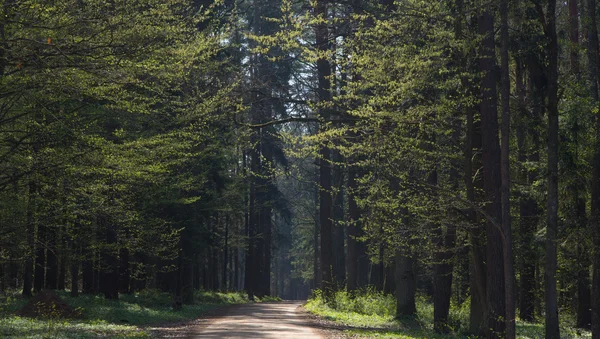 Estrada terrestre que entra na floresta — Fotografia de Stock
