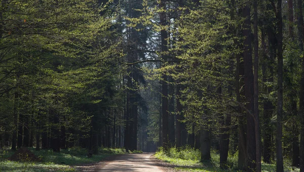 Toprak yol orman girme