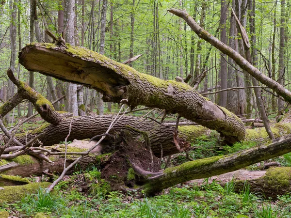 Viejo fresno roto yaciendo en el bosque de aspersión — Foto de Stock