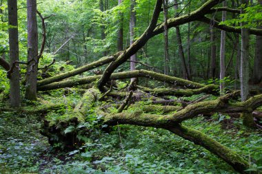Eski meşe ağacının bahar ormanda yalan kırık