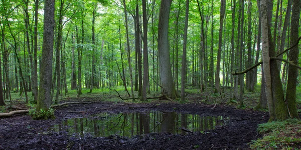 Summertime alder bog forest — Stock Photo, Image
