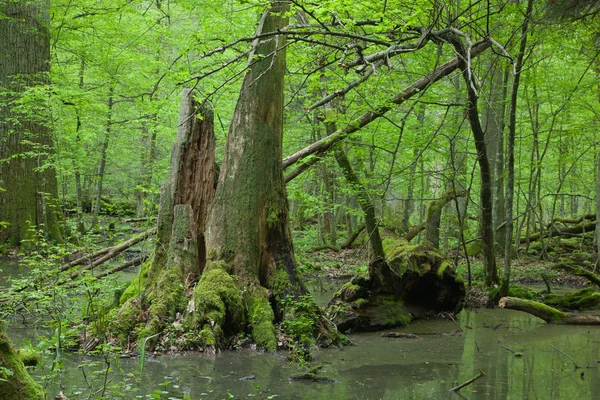Bosque caducifolio de primavera con agua estancada — Foto de Stock