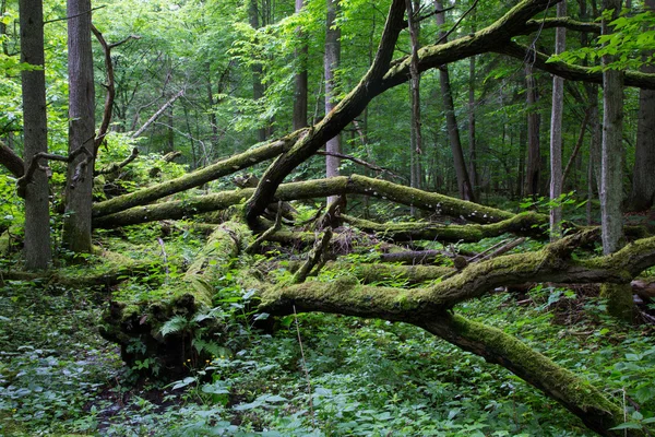 Eski meşe ağacının bahar ormanda yalan kırık