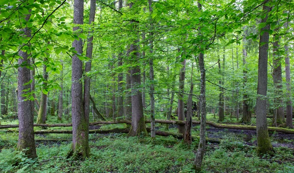 Viejos árboles del bosque de Bialowieza — Foto de Stock