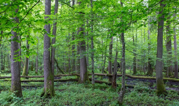 Gamla träd Białowieża skog — Stockfoto