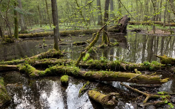 Spring landscape of old forest and broken trees — Stock Photo, Image