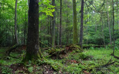 eski alder ağacı standı