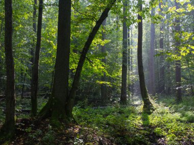 Summertimel orman puslu sabah