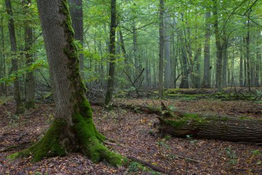 Sonbahar puslu ormandaki yaşlı oaks