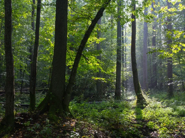 Mañana brumosa de verano en el bosque — Foto de Stock