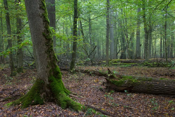 Gamla ekar i höstens dimmiga skog — Stockfoto
