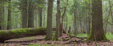 Bahar Bialowieza ormanının yaprak döken stand