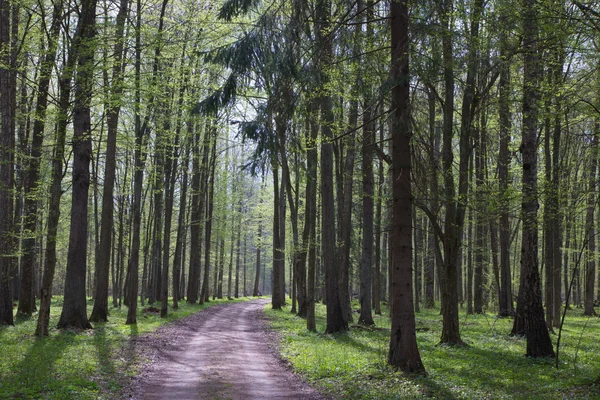 Estrada terrestre que entra na floresta — Fotografia de Stock