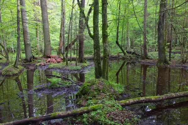 Bosque mixto húmedo de primavera con agua estancada — Foto de Stock