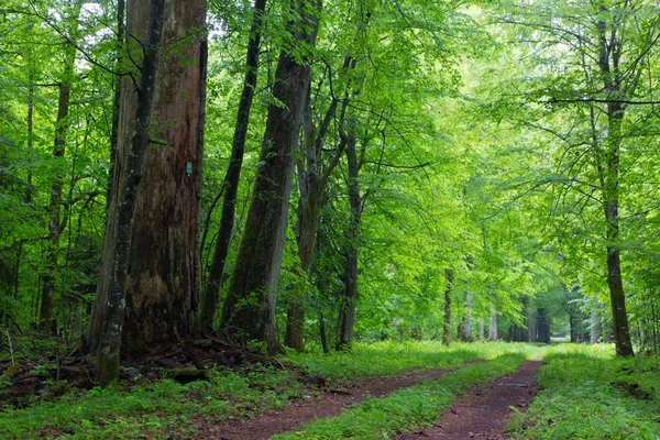 Droga natura pomnik i ziemi — Zdjęcie stockowe