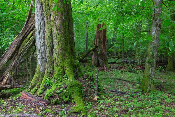 Staré rozbité lípy v létě lese — Stock fotografie