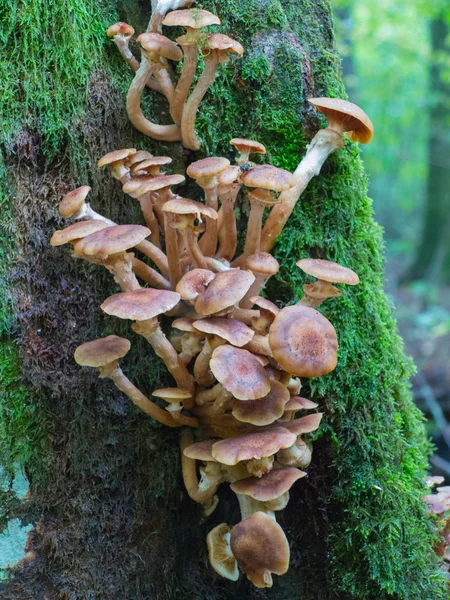 Кучка осенних медовых грибов — стоковое фото