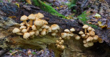 sonbahar pholiota mantarlar closeup demet