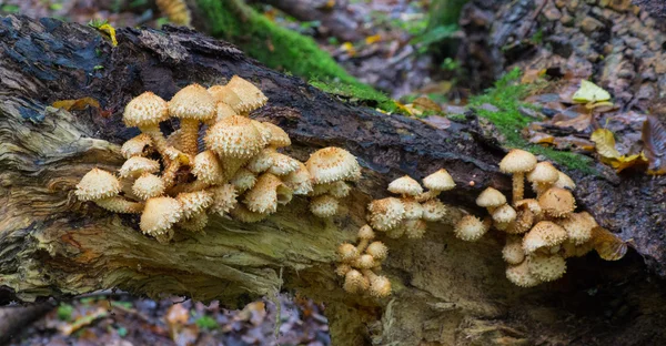 Bunch of autumnal pholiota fungi closeup — Stock Photo, Image