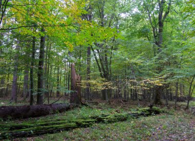 Bialowieza Ormanı'nın doğal stand ağaçlarda