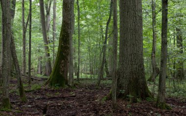 bialowieza Ormanı'nın doğal standında eski ağaçlar