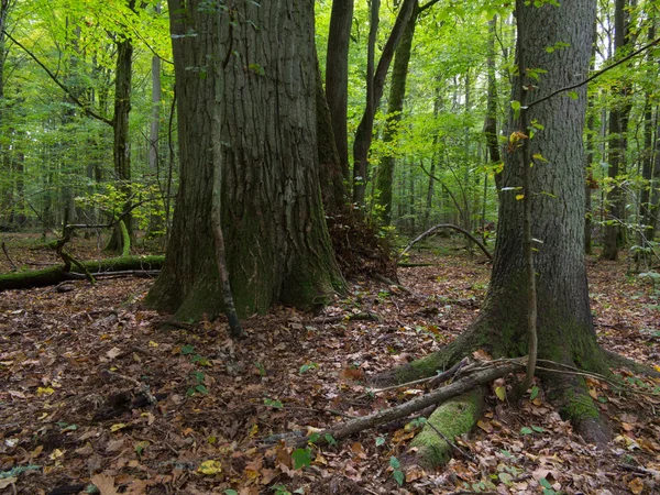 Pohon ek tua di hutan musim gugur — Stok Foto