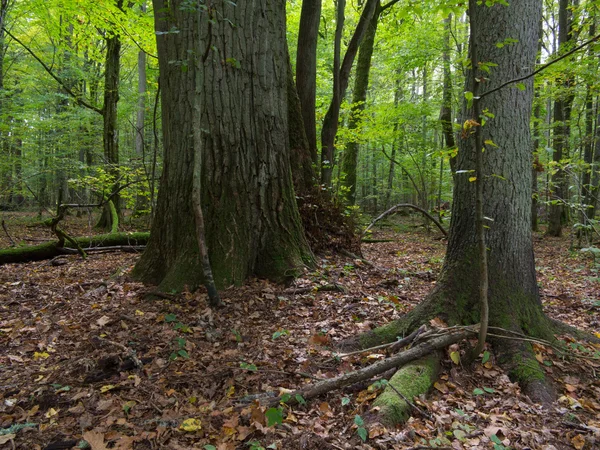 Alte Eiche im herbstlichen Wald — Stockfoto