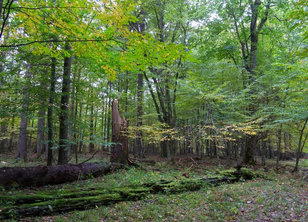 Drzewa w naturalnych stoisko z Puszczy Białowieskiej — Zdjęcie stockowe