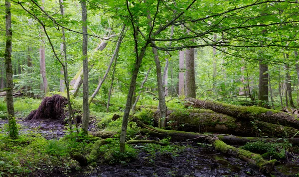 Vieille mousse enveloppée frêne couché dans un peuplement décidu naturel — Photo