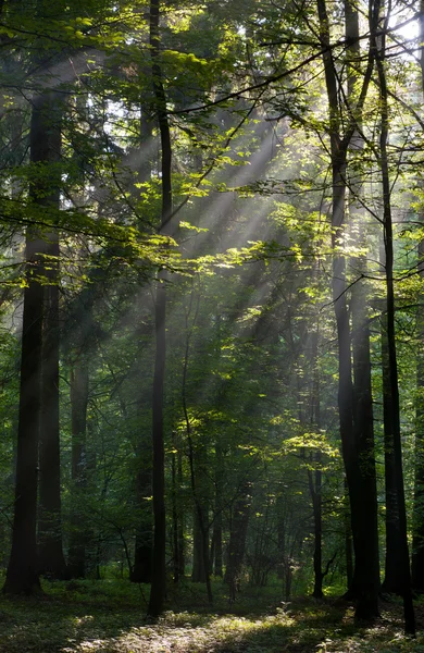 Sunbeam entering rich deciduous forest — Stock Photo, Image