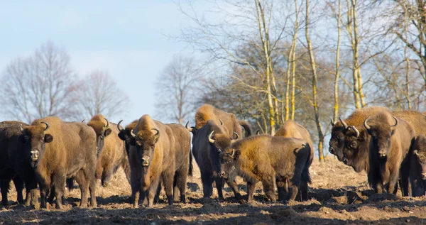 Manada europea de bisontes en invierno —  Fotos de Stock